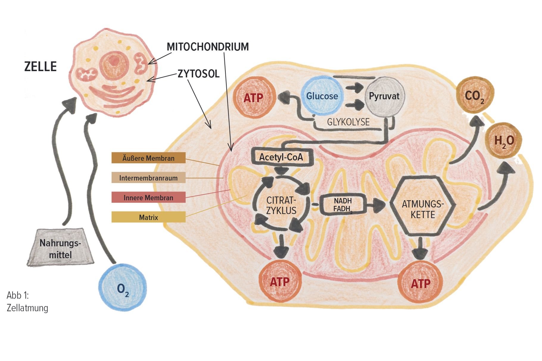 Mitochondrien und Stressresistenz: Wie Stärke unsere Zellen schützt