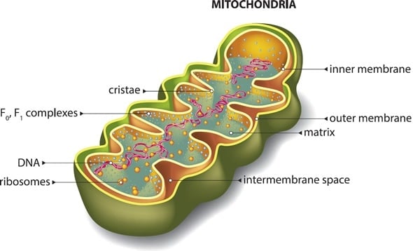 Wie wirkt Probiotika auf Mitochondrien?