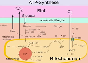 Wie behebt man einen ATP Mangel?