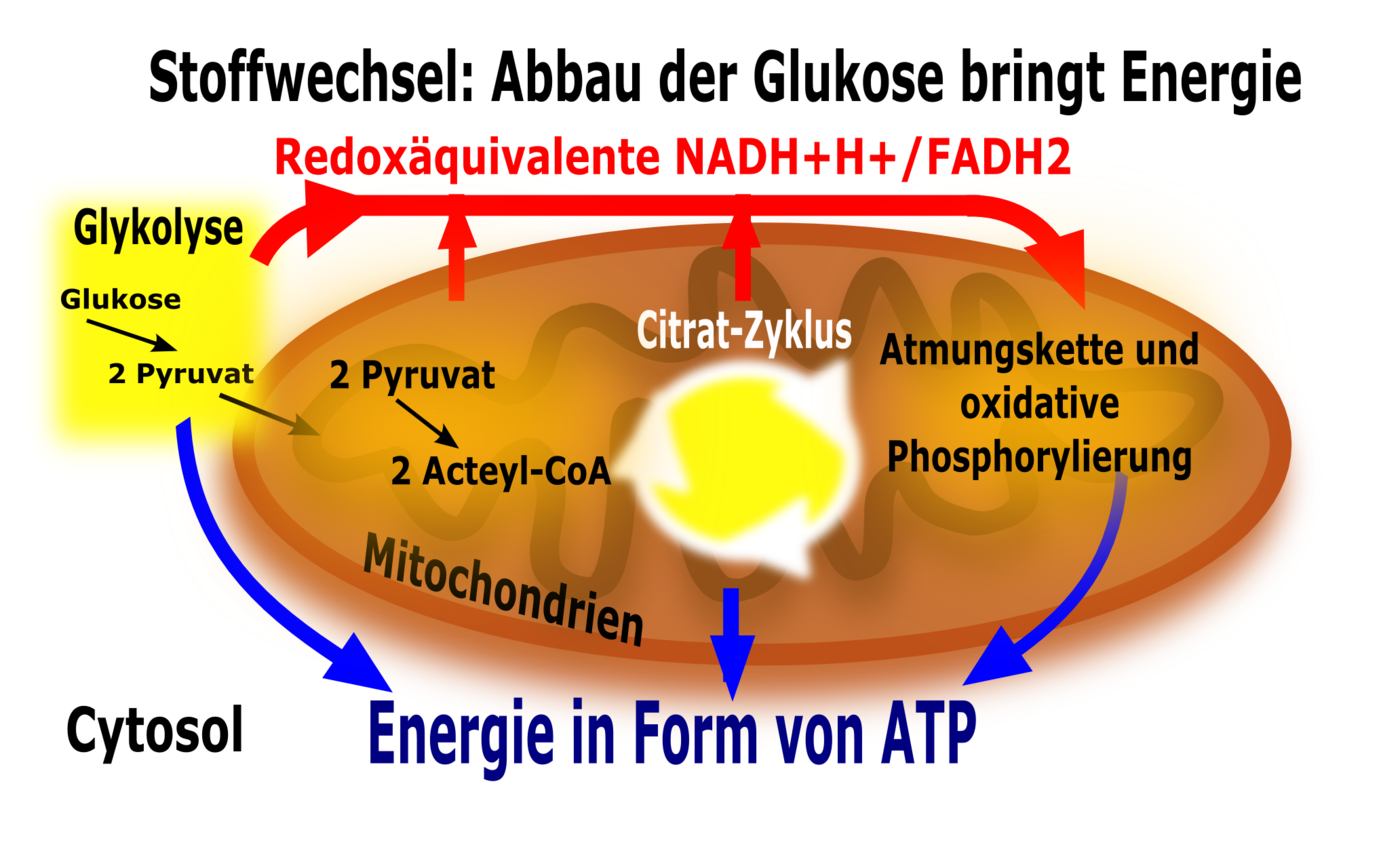 Mitochondrien und Umweltanpassung: Wie sie sich auf äußere Bedingungen einstellen