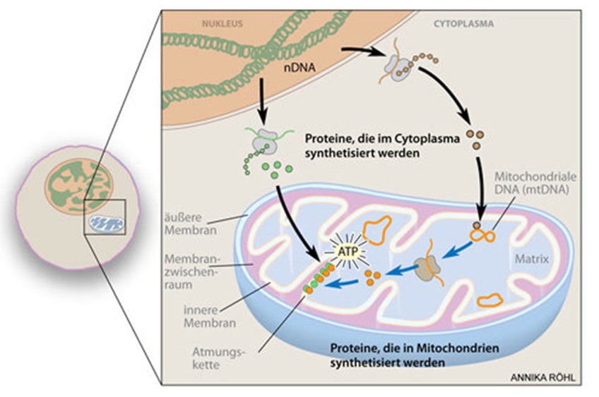 Welche Rolle spielen Mitochondrien bei Harnwegsinfekten?