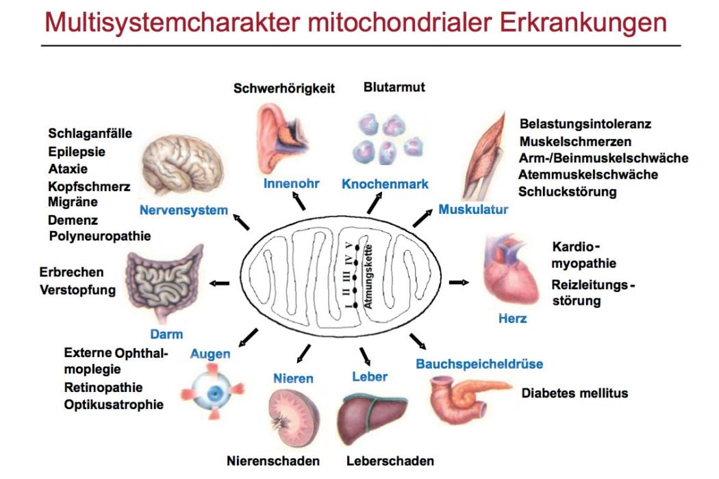 Mitochondrien und Langzeitgesundheit: Wie sie unsere Lebensspanne beeinflussen