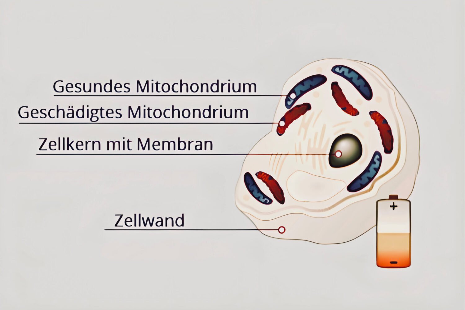 Kann Blei den Mitochondrien schaden