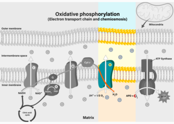 Wie wirkt Eisen auf Mitochondrien?