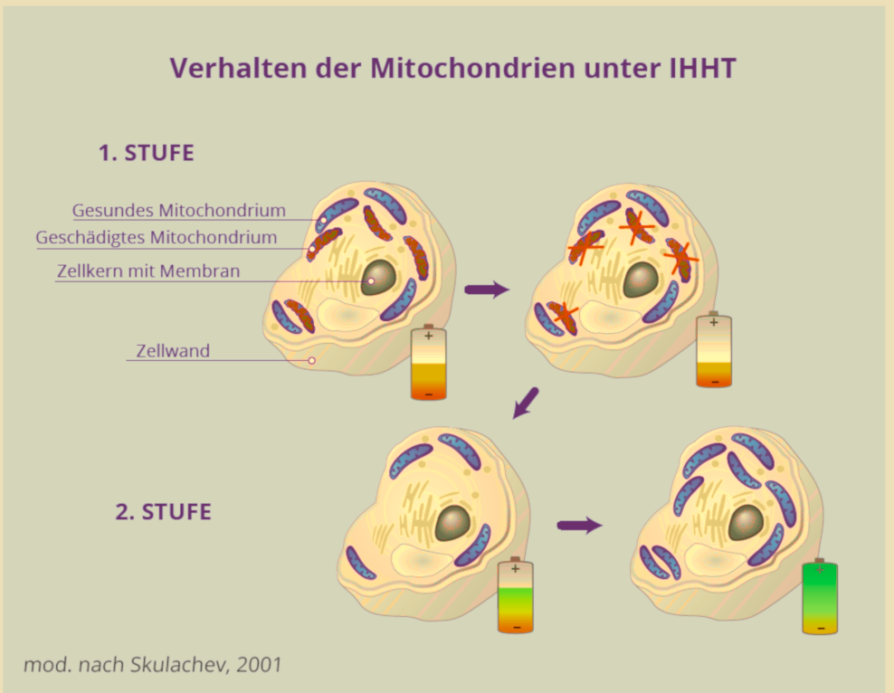 Welchen Effekt hat Schallwellentherapie auf Mitochondrien?