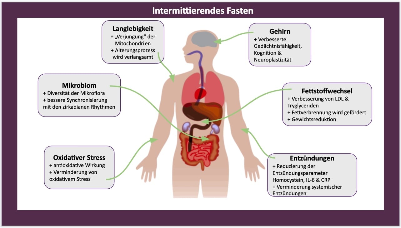 Welchen Effekt hat die Intervallfasten auf Mitochondrien?