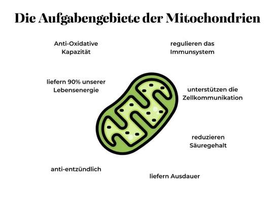 Welchen Effekt hat Hydrotherapie auf Mitochondrien?