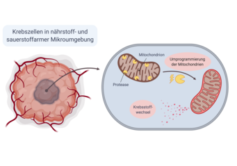 Welchen Effekt hat Galvanotherapie auf Mitochondrien?
