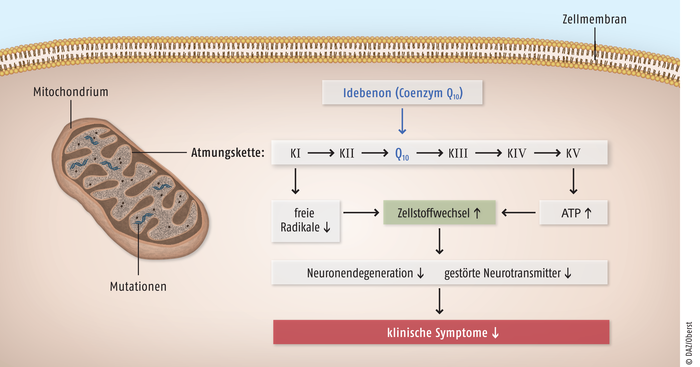 Wie wirkt Glucosamin auf Mitochondrien?