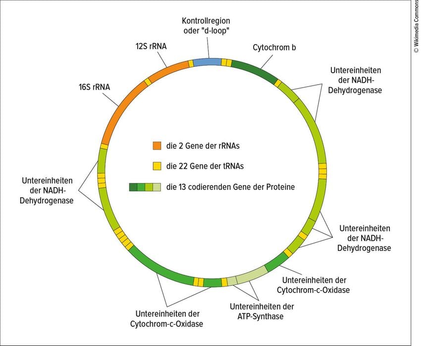 Welche Rolle spielen Mitochondrien in der Gastroenterologie?