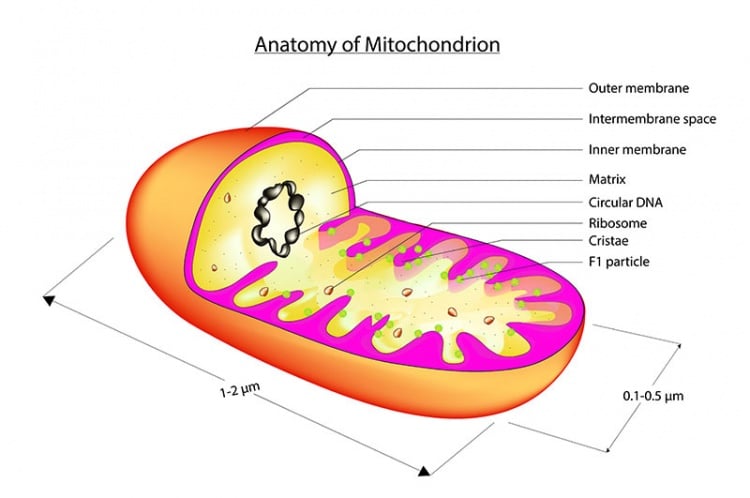 Was macht Feinstaub mit Mitochondrien?