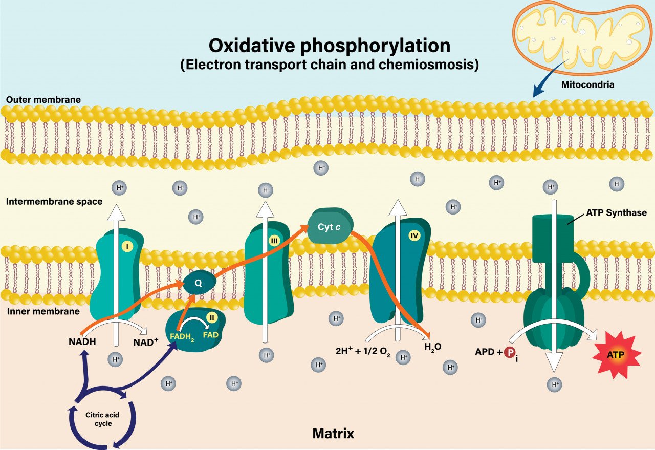 Wie wirkt Lycopin auf Mitochondrien?