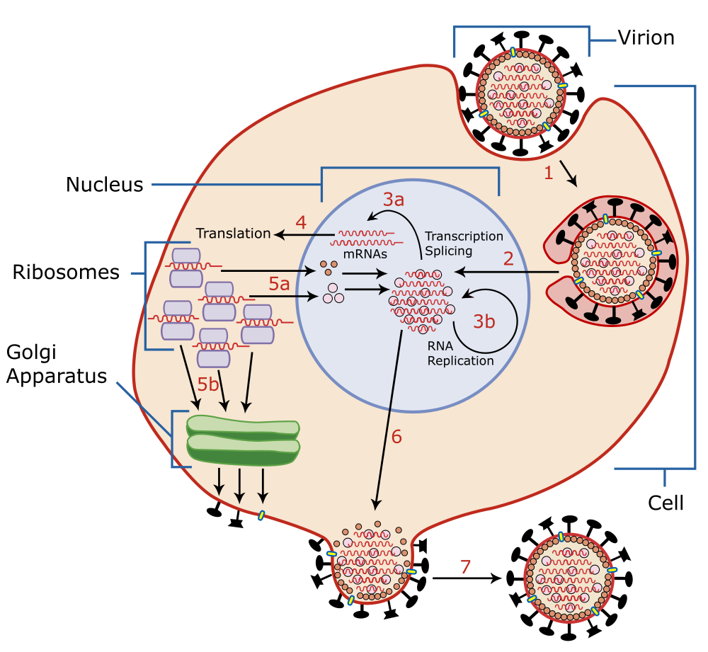 Was machen Viren mit Mitochondrien?