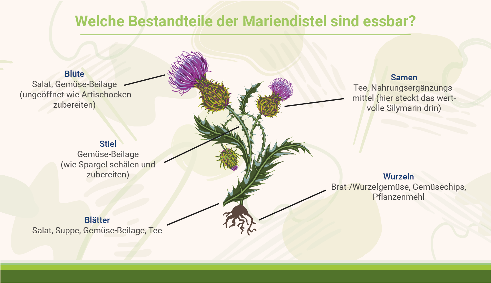 Wie wirkt Mariendistel auf Mitochondrien?