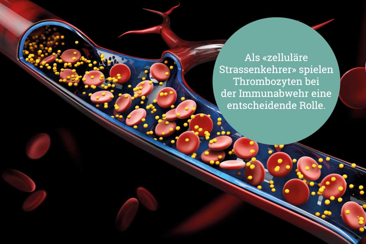 Was macht elektromagnetische Strahlung mit Mitochondrien?
