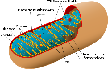 Wie wirkt Boswellia auf Mitochondrien?