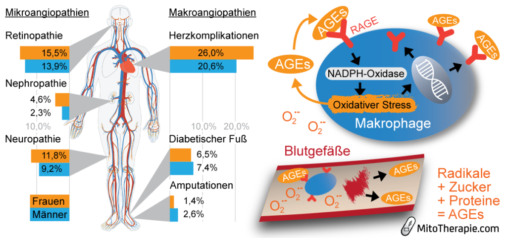 Wie wirkt Omega-9 auf Mitochondrien?
