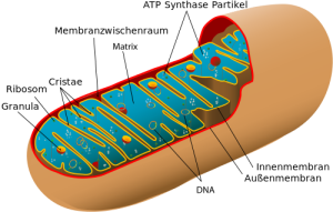 Wie wirkt Lysin auf Mitochondrien?