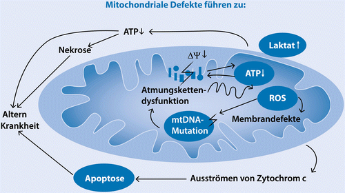 Welchen Effekt hat Physiotherapie auf Mitochondrien?