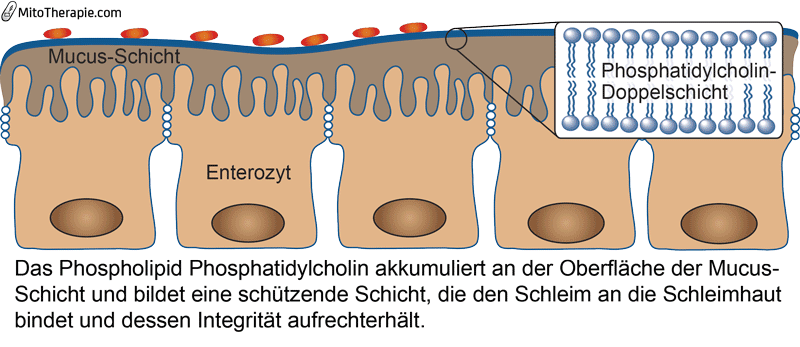 Welche Rolle spielen Mitochondrien bei Colitis ulcerosa?