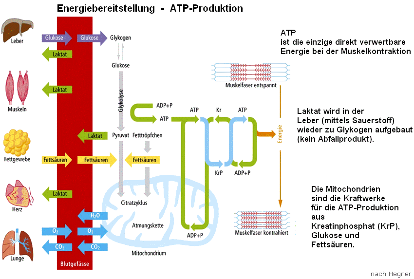 Mitochondrien und Bildungssystem: Die Rolle der Energie in der kognitiven Entwicklung.