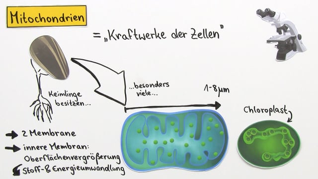 was sind mitochondrien für kinder erklärt