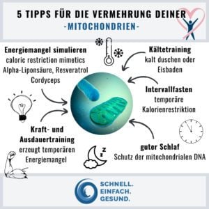 wie kann man mitochondrien stärken