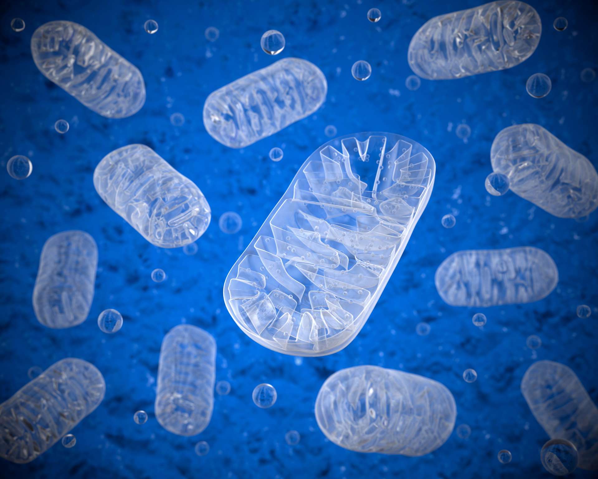Mitochondrien und das Immunsystem: Die unsichtbaren Helfer