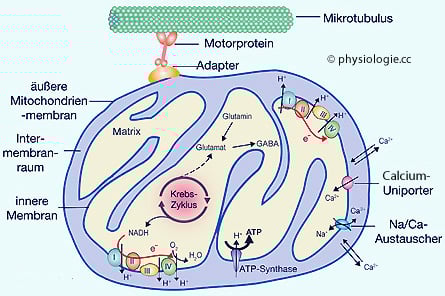 Mitochondrien und Gewichtsregulierung: Die Verbindung zwischen Energieverbrauch und Fettstoffwechsel