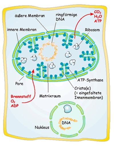 wie stellen mitochondrien atp her