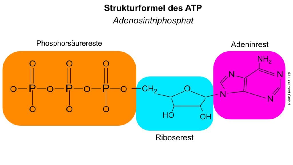 Welchen Effekt hat Elektrotherapie auf Mitochondrien?