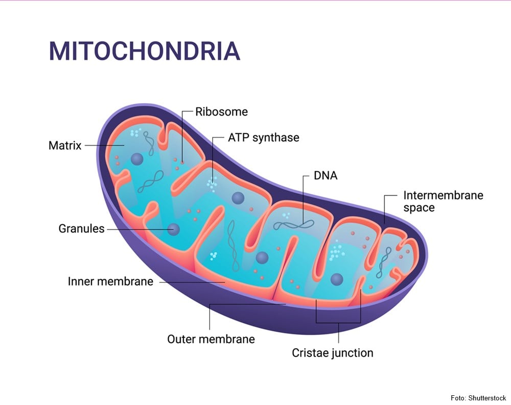 Welchen Effekt hat Kältetherapie auf Mitochondrien?